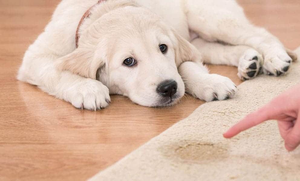 Dog Wee on Carpet: Dog Wee on Carpet: How to Clean it OffHow to Clean it Off