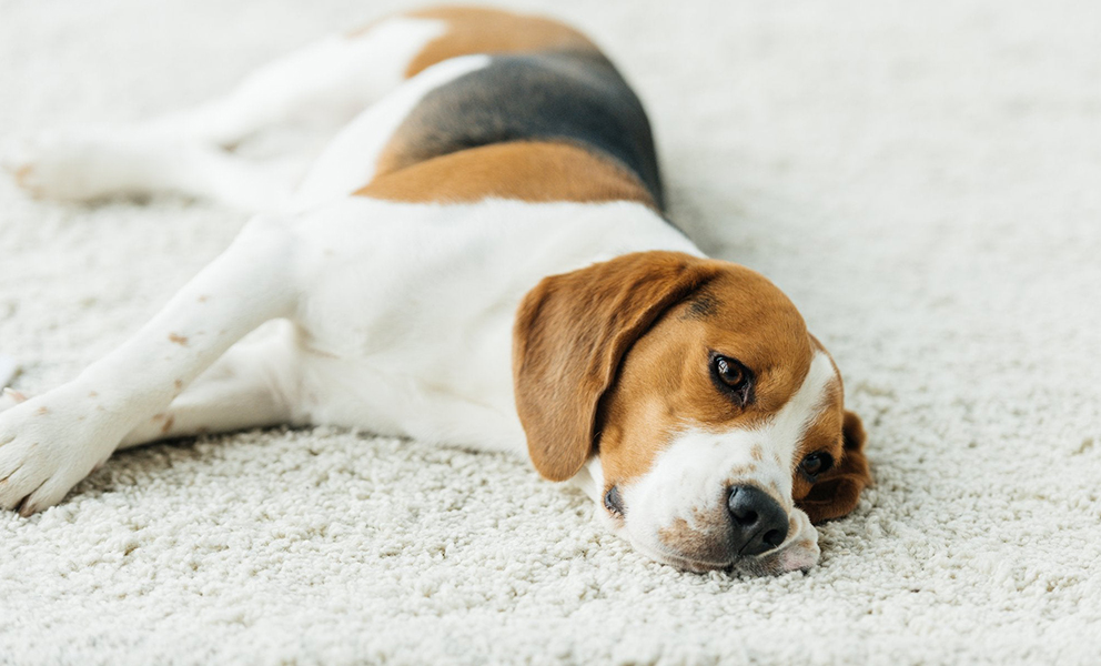 How to Get Dog Hair out of Carpet