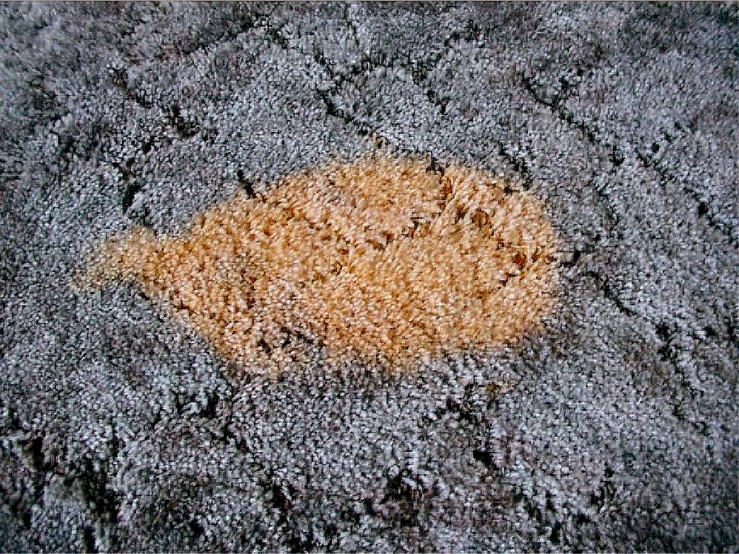 Can You Recolour Your Carpet? A Guide to Carpet Dyeing