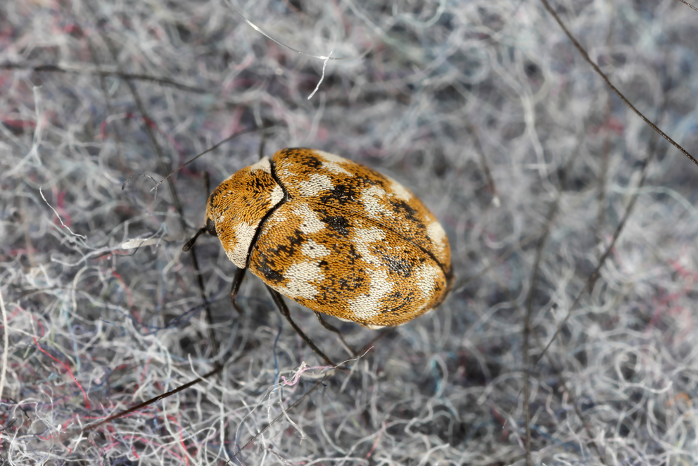 Warning signs of carpet beetle damage and how to solve it